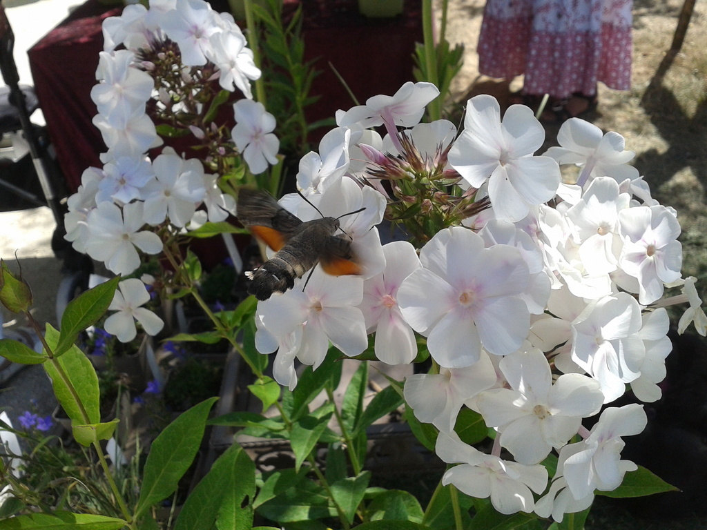 Eurasian Hummingbird Hawkmoth from Ulm, Německo on August 14, 2022 at