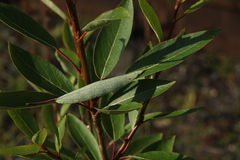 Populus longifolia