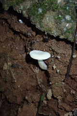 Fungi
