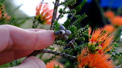 Melaleuca aestiva