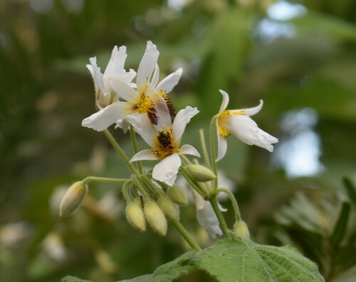Image of Sparrmannia africana by (c) Justin Ponder, some rights reserved (CC BY)
