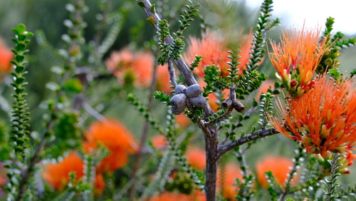 Image of Melaleuca aestiva by (c) Peter Crowcroft, some rights reserved (CC BY)