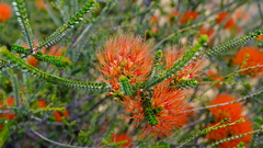 Melaleuca aestiva