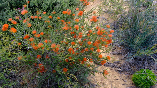 Image of Melaleuca aestiva by (c) Peter Crowcroft, some rights reserved (CC BY)