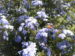 Macroglossum stellatarum