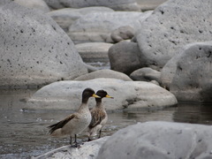 Anas flavirostris oxyptera