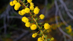 Acacia comans