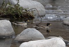 Anas flavirostris oxyptera