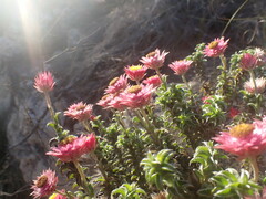Achyranthemum recurvatum