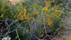 Acacia comans