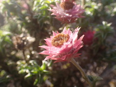 Achyranthemum recurvatum
