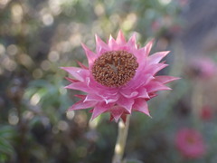 Achyranthemum recurvatum