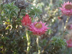 Achyranthemum recurvatum