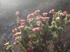 Achyranthemum recurvatum