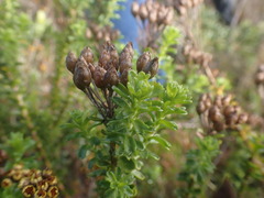 Euryops algoensis