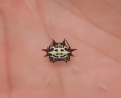 Gasteracantha cancriformis