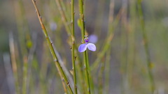 Comesperma scoparium