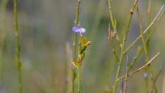 Comesperma scoparium