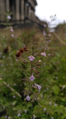 Mentheae