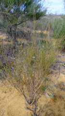 Comesperma scoparium