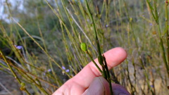 Comesperma scoparium