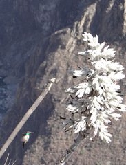 Oreotrochilus estella