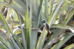 Oreotrochilus estella