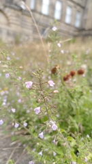 Mentheae