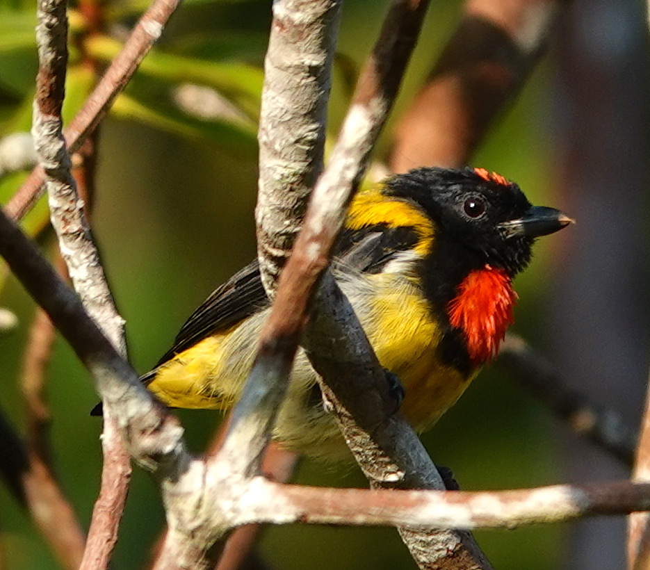 Scarlet-breasted Flowerpecker (Prionochilus thoracicus), photo 7