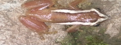 Ethiopian Banana Frog