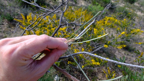 Image of Grevillea eriostachya by (c) Peter Crowcroft, some rights reserved (CC BY)