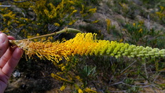 Grevillea eriostachya