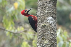 Campephilus haematogaster