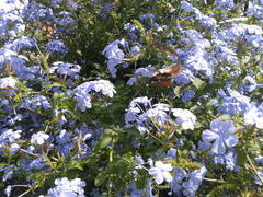Macroglossum stellatarum