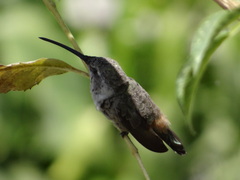 Rhodopis vesper