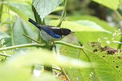 Iridophanes pulcherrimus