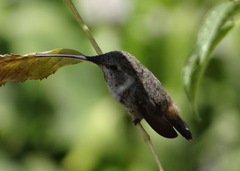 Rhodopis vesper