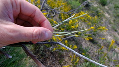 Grevillea eriostachya