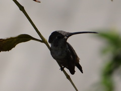 Rhodopis vesper