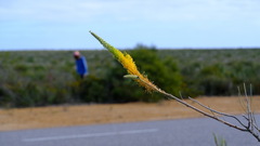 Grevillea eriostachya