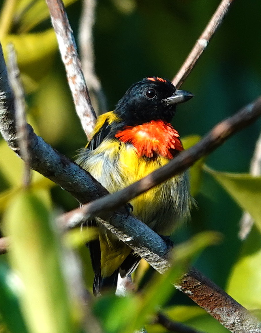 Scarlet-breasted Flowerpecker (Prionochilus thoracicus), photo 8