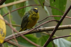 Euphonia mesochrysa