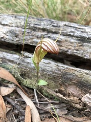 Pterostylis truncata