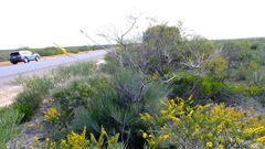 Grevillea eriostachya