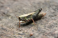 Batrachidea planus