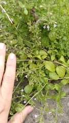 Mentheae