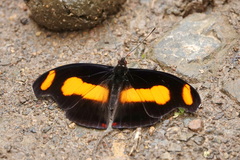 Catonephele salambria