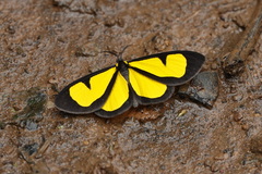 Atyria mnemosyne