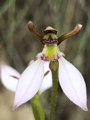 Eriochilus collinus