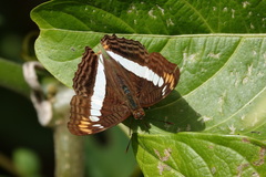 Adelpha alala